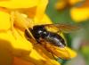 Cheilosia sp.